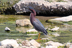 Green Heron